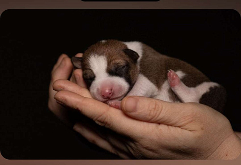 Щенок басенджи 