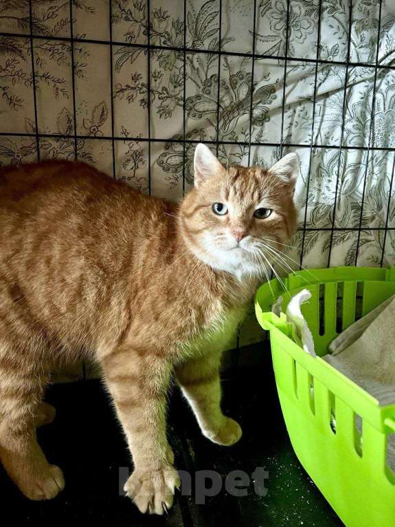 Кошки в Санкт-Петербурге: Рыжик - роскошный ласковый котик Мальчик, Бесплатно - фото 2