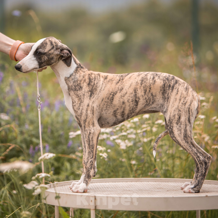 Собаки в Москве: Уиппет девочка Девочка, 70 000 руб. - фото 4