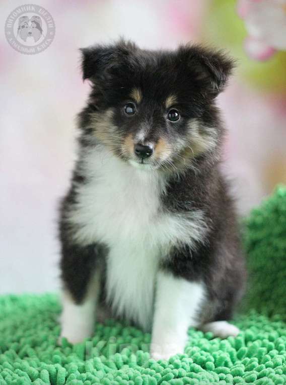 Собаки в Москве: Весёлая девица  Девочка, Бесплатно - фото 3