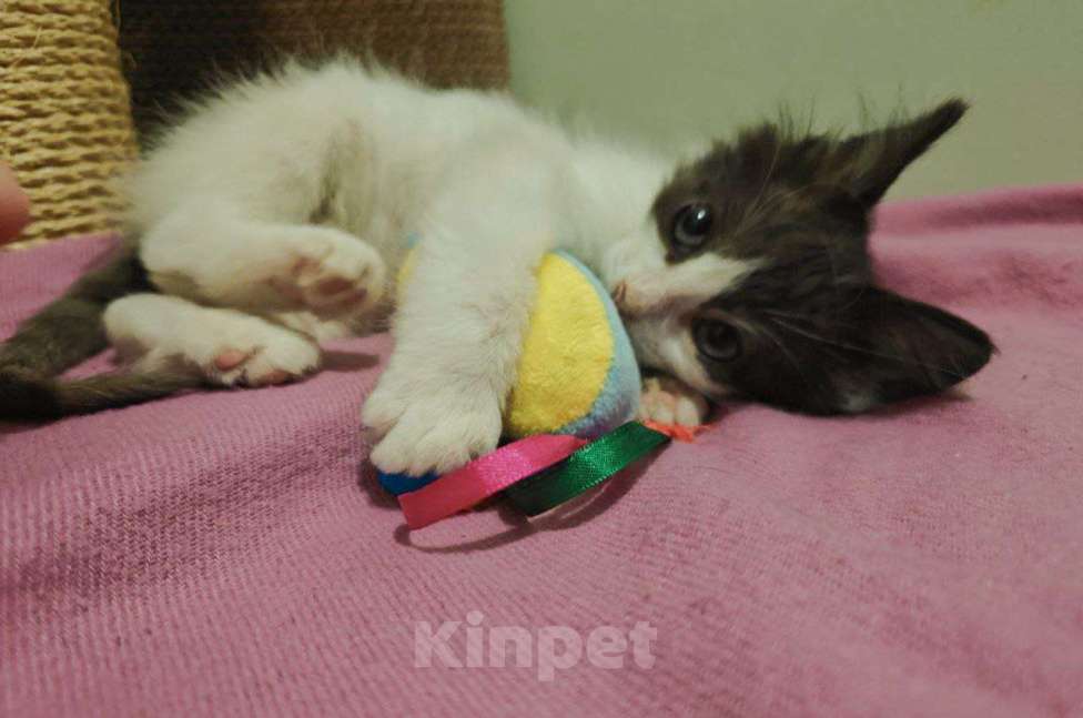 Кошки в Москве: Котенок-карапузик в добрые руки, 1,5 мес Мальчик, Бесплатно - фото 8