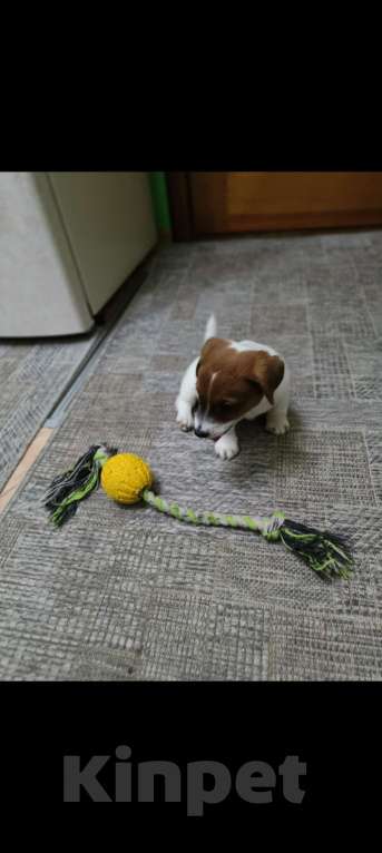 Собаки в Липецке: Щенки джек-рассел-терьер Мальчик, Бесплатно - фото 4