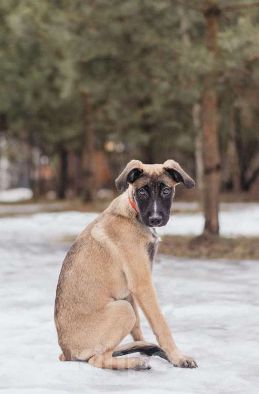 Собаки в Москве: Кэсси — невероятная малышка ищет дом Девочка, Бесплатно - фото 7