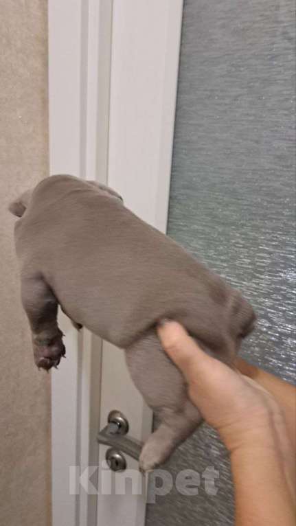 Собаки в Волгограде: Щенок французского бульдога  Мальчик, 110 000 руб. - фото 2