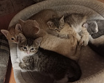 Кошки в Санкт-Петербурге: Монастырские котята Разнополые, Бесплатно - фото 2