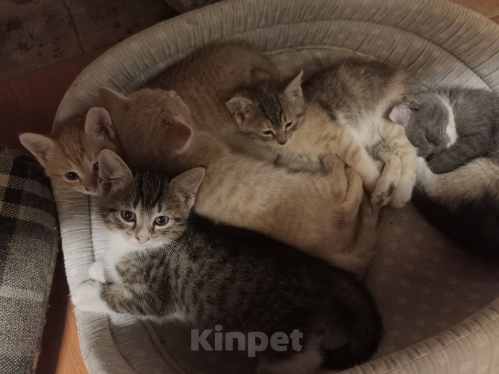 Кошки в Санкт-Петербурге: Монастырские котята Разнополые, Бесплатно - фото 2