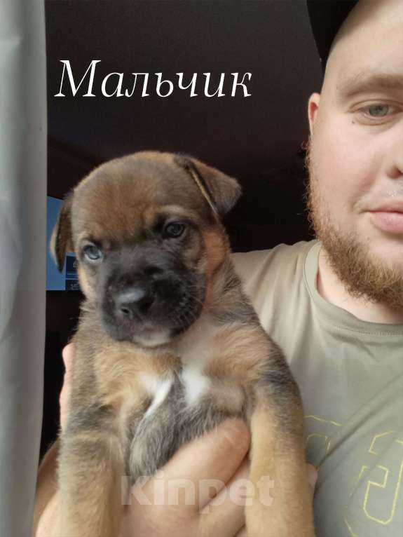 Собаки в Москве: Щенки в добрые руки Девочка, Бесплатно - фото 3