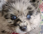 Собаки в Кировграде: Щенки породы помски... девочки и мальчики  Мальчик, 13 000 руб. - фото 2