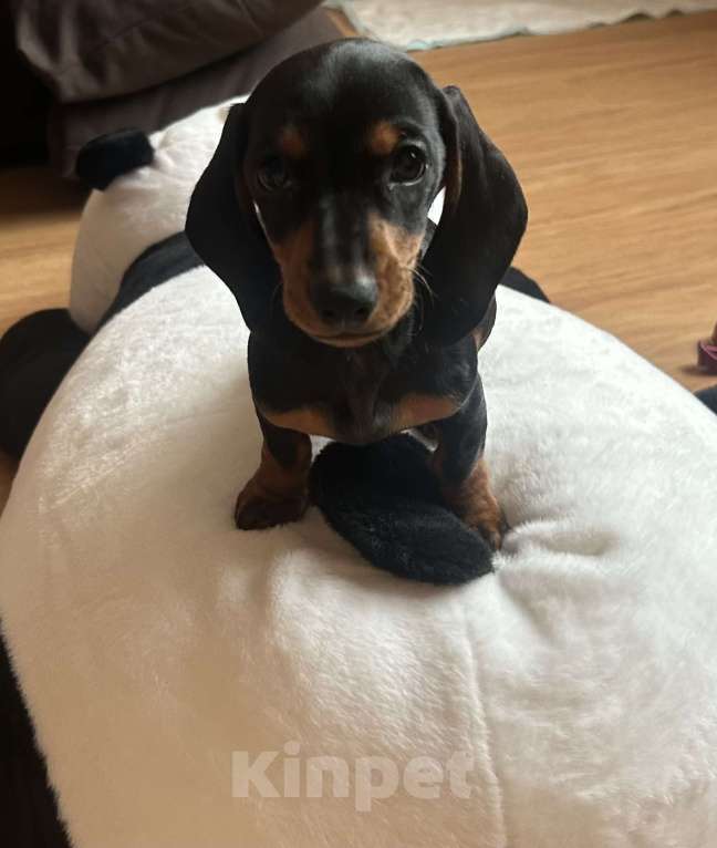 Собаки в Москве: Девочка такса, цвет чёрный с подпалым Девочка, 20 000 руб. - фото 1