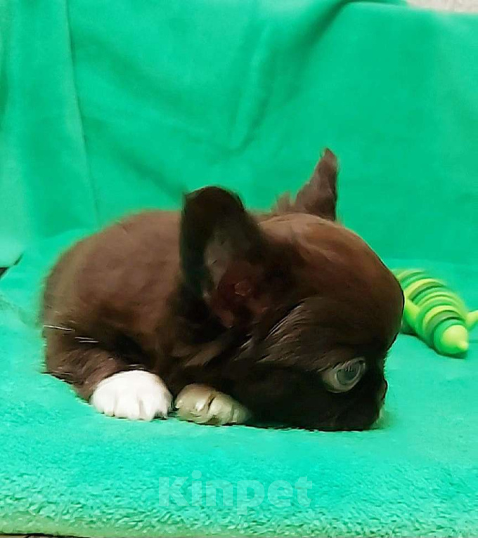 Собаки в Новосибирске: Мальчик Чихуахуа Мальчик, Бесплатно - фото 3