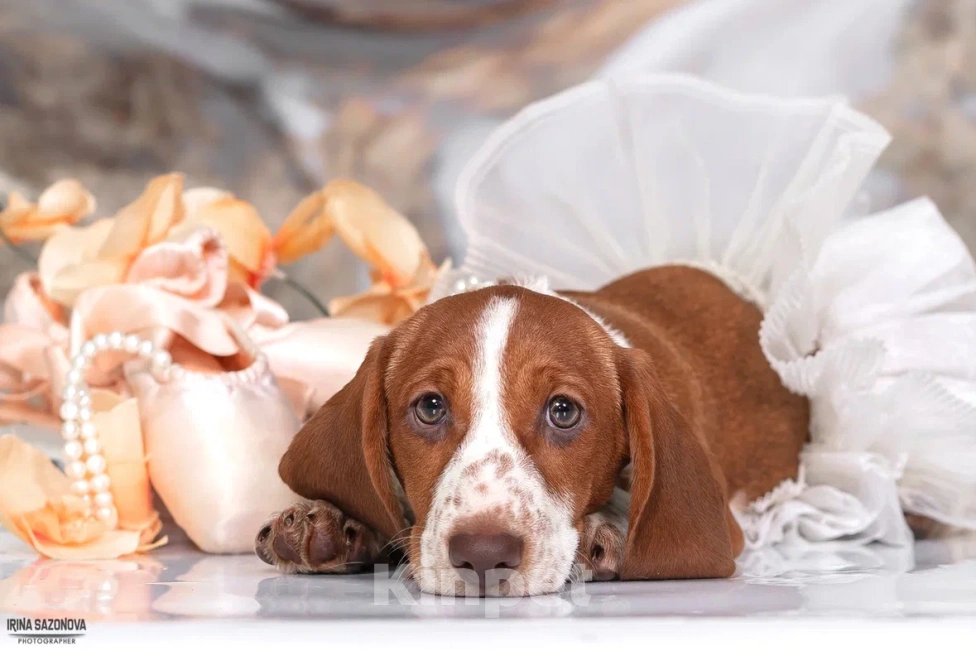 Собаки в Москве: Такса эксклюзивного окраса Пайболд  Девочка, 50 000 руб. - фото 9