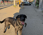 Собаки в Краснодаре: Найдена собака кабель Мальчик, Бесплатно - фото 4