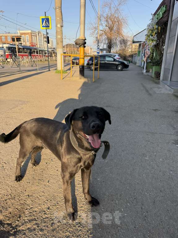 Собаки в Краснодаре: Найдена собака кабель Мальчик, Бесплатно - фото 4