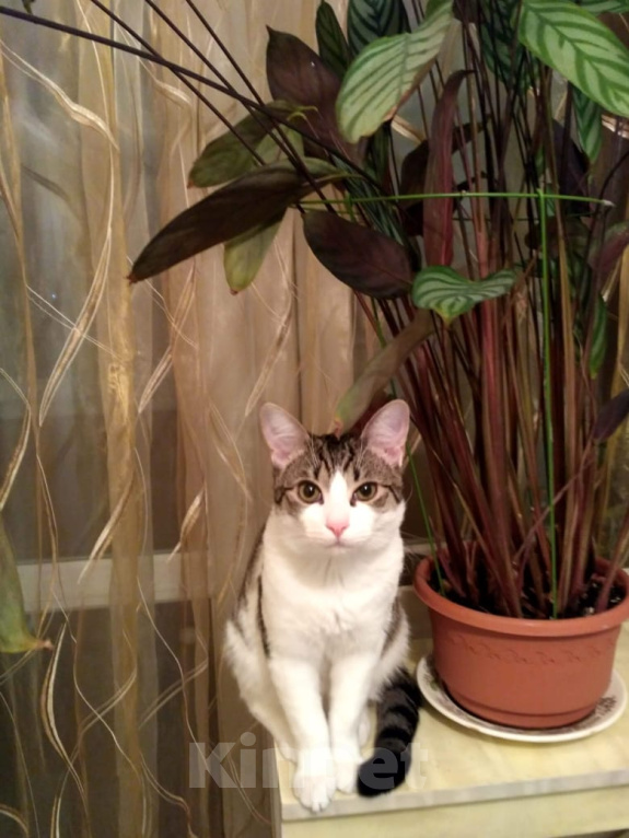 Кошки в Высоковске: Потерялся кот в д. Масюгино  Мальчик, 1 000 руб. - фото 1