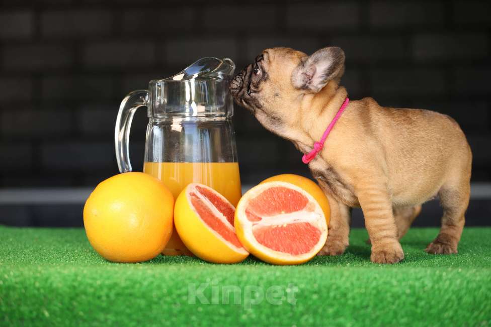 Собаки в Москве: Щенок французского бульдога Девочка, 45 000 руб. - фото 8