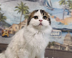 Кошки в Брянске: Шотландский вислоухий котенок  Мальчик, 5 000 руб. - фото 1