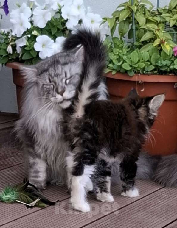 Кошки в других городах Ленинградской области: Весёлый ласковый мальчик мейн кун Мальчик, 45 000 руб. - фото 2