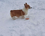 Собаки в Люберцах: Вельш корги пемброк Мальчик, 80 000 руб. - фото 3