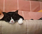 Кошки в Рыбном: Кот Мейн-кун вязка, 2 000 руб. - фото 1