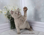 Кошки в Санкт-Петербурге: Британский котик лилового окраса Мальчик, 33 000 руб. - фото 3