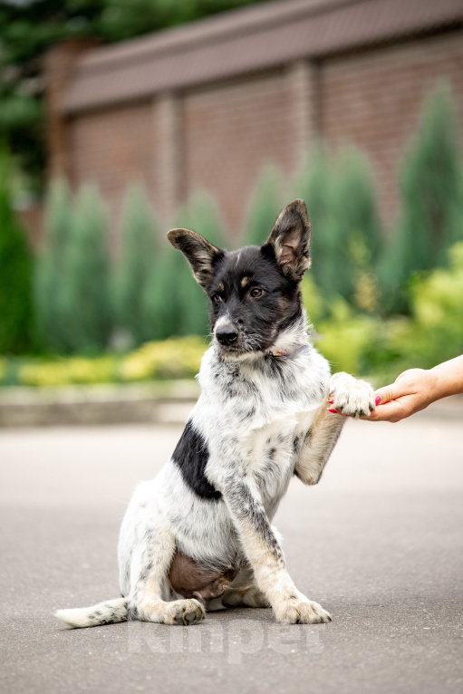 Собаки в Москве: Щенок бесплатно Мальчик, Бесплатно - фото 3