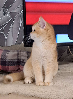 Золотой шотландский мальчик