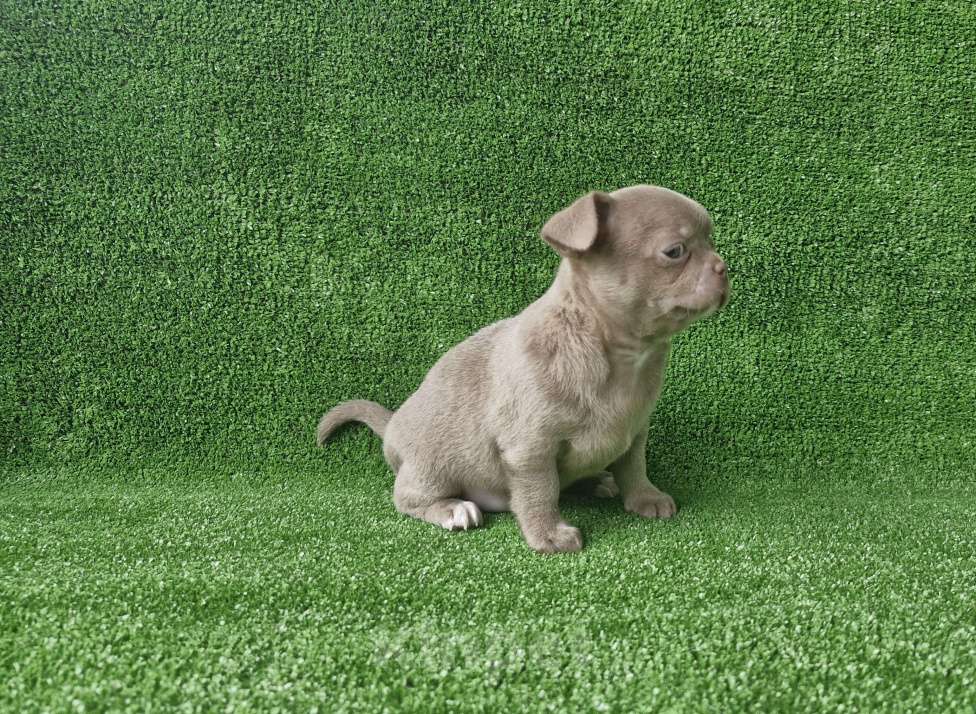 Собаки в Краснодаре: Липовый с белым девочка  Девочка, 60 000 руб. - фото 6