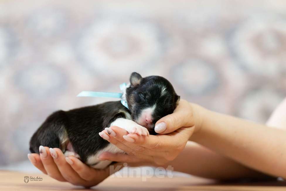 Собаки в Москве: Австралийская овчарка, аусси Мальчик, Бесплатно - фото 1