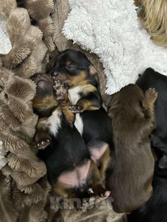 Собаки в Сарове: Щенки Мальчик, 45 000 руб. - фото 2