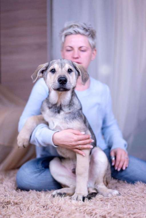 Собаки в Ногинске: Монти - харизматичен, умен, фотогеничен Мальчик, Бесплатно - фото 1