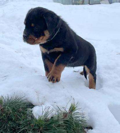 Собаки в Санкт-Петербурге: Питомник ротвейлеров АКСЛЕН предлагает к продаже щенков разного возраста. Мальчик, 80 000 руб. - фото 3