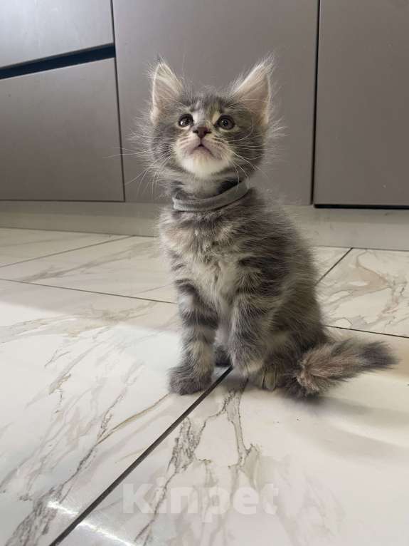 Кошки в других городах Московской области: Очаровательная девочка-конфеточка Девочка, 15 000 руб. - фото 3