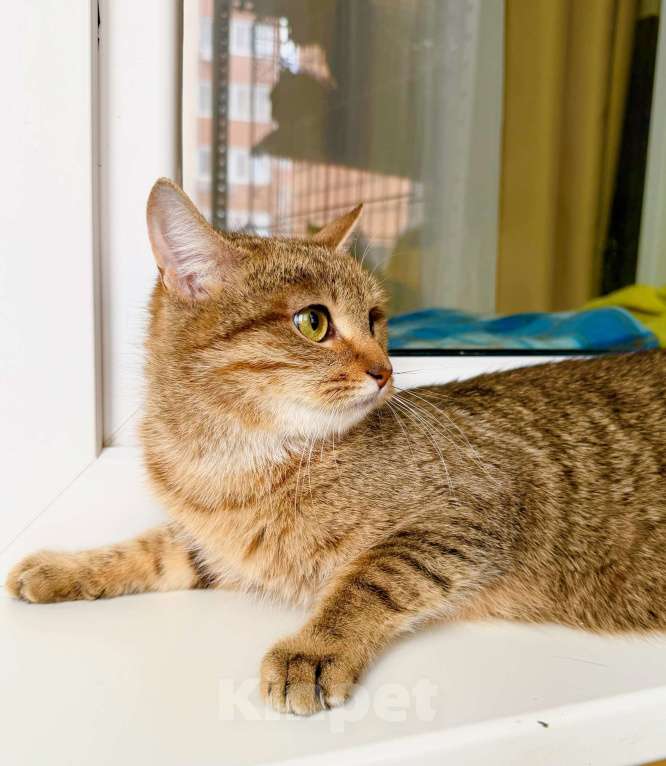 Кошки в Москве: Чудо-кошка полосатка Тиффани в добрые руки Девочка, Бесплатно - фото 7