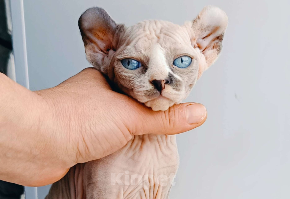 Кошки в Нефтекамске: канадский сфинкс эльф Девочка, 35 000 руб. - фото 3