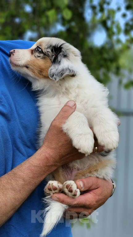 Собаки в Челябинске: Австралийская овчарка / кобель Мальчик, 65 000 руб. - фото 4