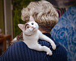 Кошки в Москве: Котёнок-девочка в добрые руки Девочка, 1 руб. - фото 8