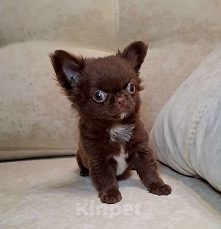 Собаки в Москве: Чихуахуа мальчик Мальчик, 45 000 руб. - фото 2