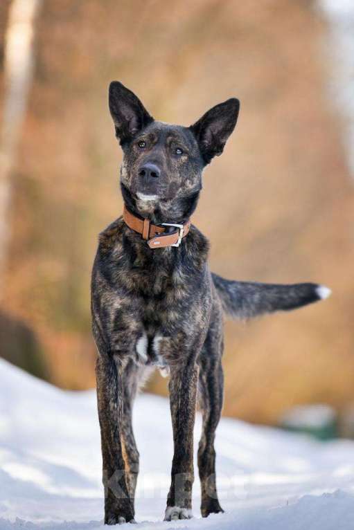 Собаки в Москве: Брошенный, но не сломленный: Рокки очень хочет снова быть нужным Мальчик, Бесплатно - фото 4