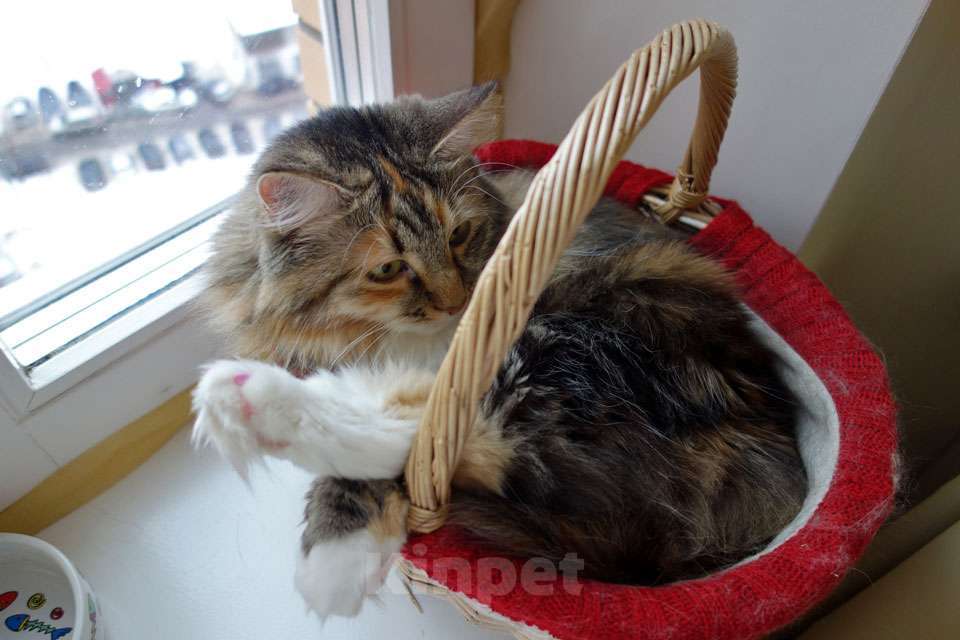 Кошки в Москве: Домашняя трехцветная кошечка Дэлька в добрые руки Девочка, 10 руб. - фото 5