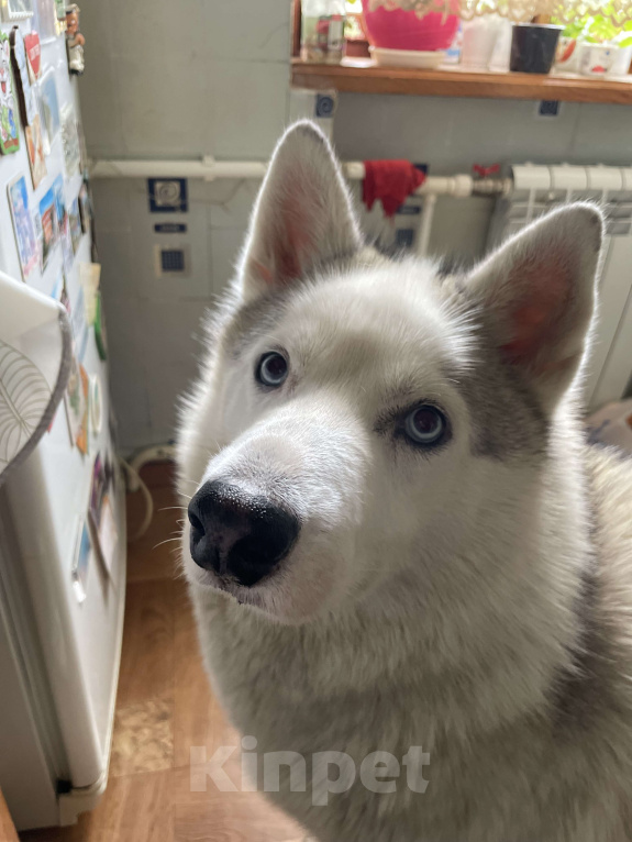 Собаки в Астрахани: Пропал пёс Мальчик, Бесплатно - фото 2