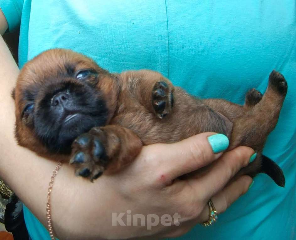 Собаки в Москве: Рыжая девочка брабочка Девочка, 60 000 руб. - фото 4