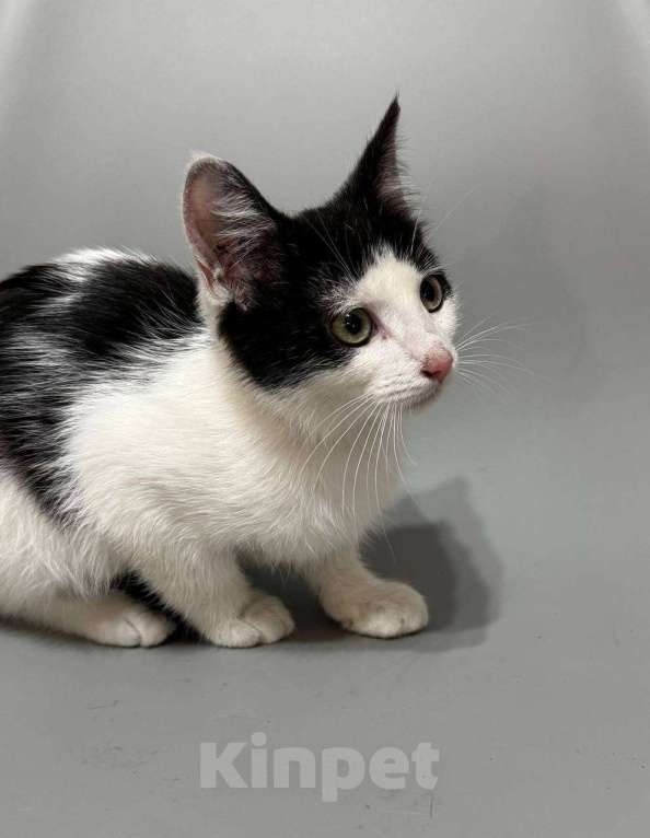 Кошки в Санкт-Петербурге: Котенок 3 месяца ищет дом Мальчик, Бесплатно - фото 2