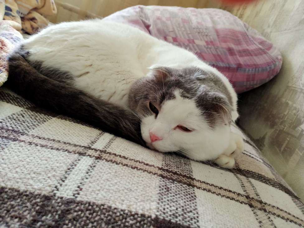 Кошки в Самаре: Отдам в добрые руки. Мальчик, Бесплатно - фото 2