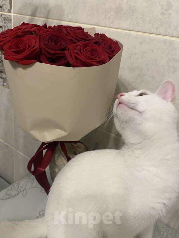 Кошки в Белгороде: кошечка Лиза  Девочка, Бесплатно - фото 3