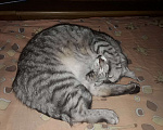 Кошки в Таганроге: Отдам в добрые руки Девочка, Бесплатно - фото 2