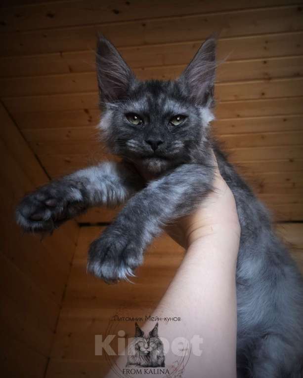 Кошки в Санкт-Петербурге: Кошечка мейн -кун котята  Девочка, 25 000 руб. - фото 1