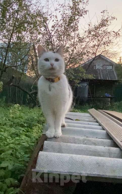 Кошки в Москве: 🐾 Мурыся, кошечка от 1 года 💛 Девочка, Бесплатно - фото 1