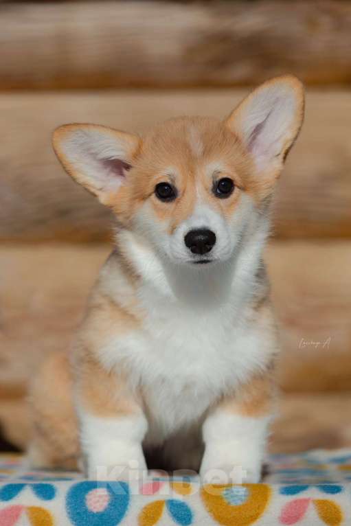 Собаки в Москве: Лирика к/х Девочка, 80 000 руб. - фото 2