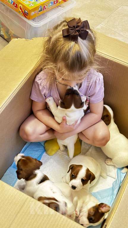 Собаки в Москве: Щенок джек-рассел-терьер от титулованных родителей Девочка, 1 руб. - фото 7