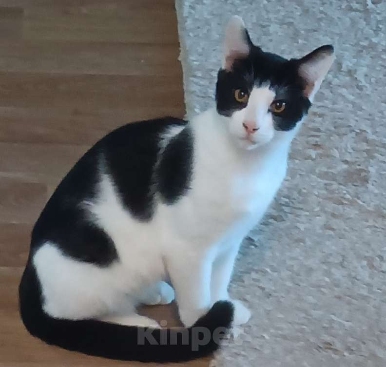 Кошки в других городах Тульской области: Найден домашний кот. Мальчик, Бесплатно - фото 4